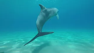 צלילה עם דולפינים אילת