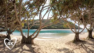 Surf Beach & Tropical Forest Walk - Relaxing 4K Virtual Tour, Burleigh Heads National Park Australia