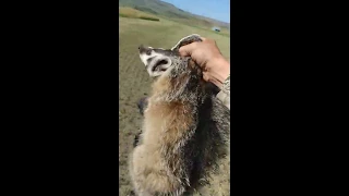Calling in badgers and catching them barehanded