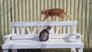 Весенний десант  The Spring Cat Squad