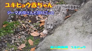 旭山動物園 ユキヒョウ（ジーマと赤ちゃん）ジーマお母さんと狩りごっこ