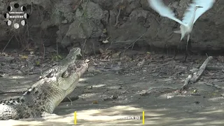 A crocodile eating a mullet at Cahills Crossing