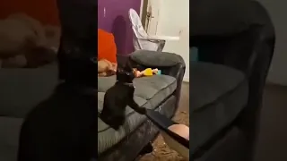Кошка качает ребёнка