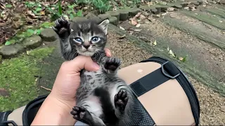 台風14号の突風に吹き飛ばされた子猫を保護しました。