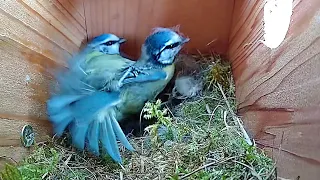 MATING, FIGHTING & EGG LAYING, ALL in one VIDEO - Bluetit NESTBOX HIGHLIGHTS/SERIES-22-23April2022