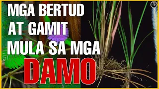 MGA BERTUD AT PAMPASWERTENG GAMIT MULA SA MGA HALAMANG DAMO | Bhes Tv