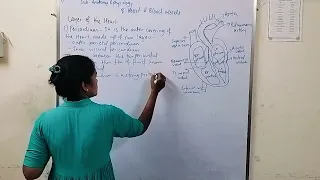 anatomy and physiology of heart