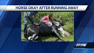 Loose horse leads to deputy-involved crash in Palm Beach County