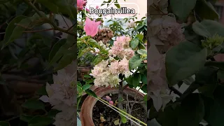 Bougainvillea varieties  #bougainvillea #lipshaworld #plants #houseplants #gardening