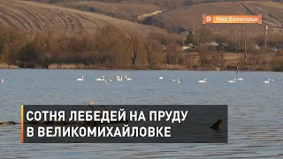 Сотня лебедей на пруду в Великомихайловке