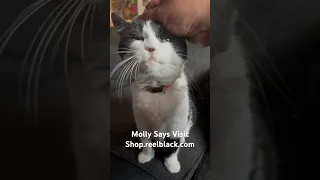 Molly says hi. #catvideos