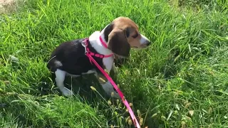 Daisy the Beagle puppy