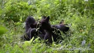 Momma Bear Nursing Three Baby Cubs in Cades Cove