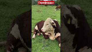Продажа Оптом Коров, Быков, телят, из России на экспорт 🇷🇺Порода Герефорд