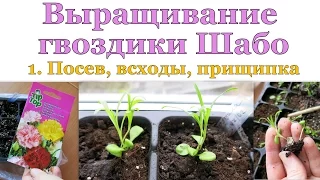 ГВОЗДИКА Шабо. 1. Посев, всходы, пересадка, прищипка // Carnation. 1. Starting, sprouts, nipping