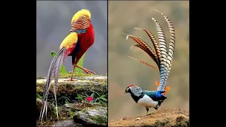 The Most beautiful bird: Pheasant(白腹及紅腹錦雞)