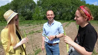 В Калининградской области начали выращивать спаржу в промышленных масштабах