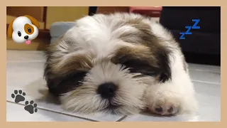 My sleeping Shih Tzu puppy, Bentley 💤