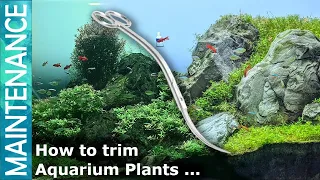 How to trim aquarium plants | Planted Aquarium Trimming| Nature Aquarium Maintenance