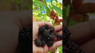 Is black mulberry a fruit?#shorts