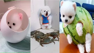 Tik Tok Chó Phốc Sóc Mini 😍 Funny and Cute Pomeranian #324