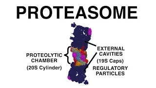 THE PROTEASOME, UBIQUITINATION, AND PROTEIN DESTRUCTION
