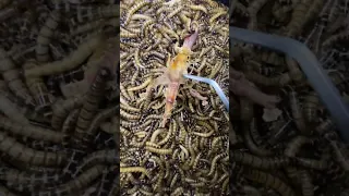 GUSANOS vs PATITA de 🍗 🐛 #insects #timelapse #worms