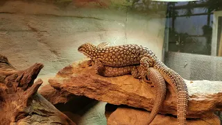 MONITOR LIZARDS MATING | Spiny-tailed Monitor