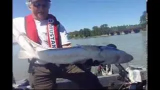 STURGEON FISHING ON THE FRASER RIVER.wmv