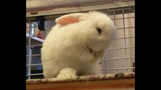 Maximally Adorable Bun