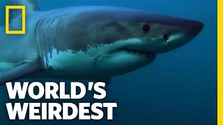 Great White Migrations | World's Weirdest