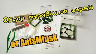 Муравьиная ферма от AntsMinsk | Приз за победу в розыгрыше.