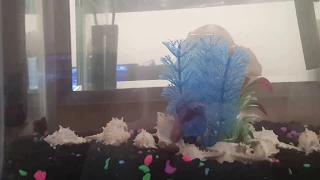 1 male betta and 2 female bettas in the same tank