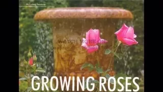 Growing Roses (Unit 03, Listening Practice Through Dictation 1)