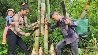 Harvest giant bamboo shoots, how to process & preserve, Gardenig | Hà Tòn Chài