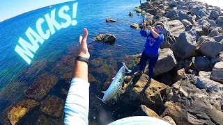 The Mackerel Run is a LOT of Fun! *Jetty Fishing - Constant Action* | Panama City Beach, FL