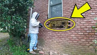 After A Homeowner Heard Some Strange Noises, A Frightening Sight Lay Hidden Behind The Bricks