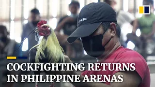 Cockfighting spectacle returns to arenas in the Philippines