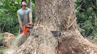 Crazy skills… The most dangerous tree cutting skills at the beginning of the year