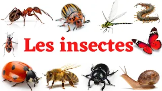 les insectes en français. Apprendre facilement les noms des insectes