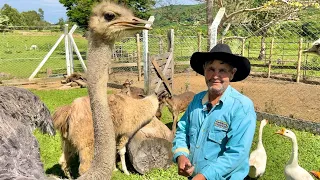 UM MINI ZOOLÓGICO COM MUITAS AVES E ANIMAIS DIFERENTES