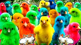 Cute Animals, Rainbow Chicken, Duck, Rabbit, Cow, Fish, Lion, Elephant, Turtle, Dog, Cat, Tiger