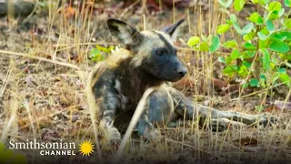 These Researchers Need to Tag a Wild Dog 🐕 Guardians of the Wild | Smithsonian Channel