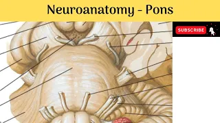 Brain stem - Pons | Situation | Features - External & Internal | Blood Supply | Clinical Correlation