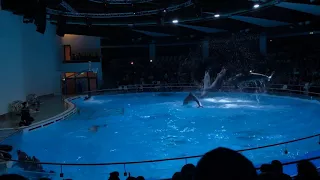 Клайпеда, шоу дельфинов