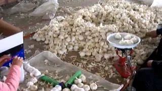 How to process Pretty Garlic from China