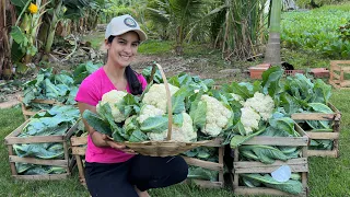 Surpreenda-se com o resultado dessa plantação de COUVE-FLOR- Cleide Lifestyle