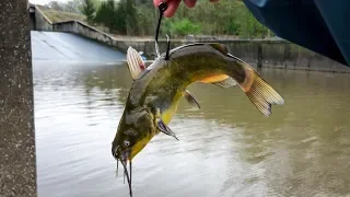 Using GIANT LIVE BAIT for Spillway MONSTERS!!! (Nonstop BIG Fish!)