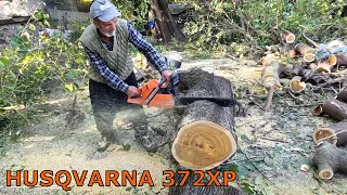 BİR EFSANE DAHA / HUSQVARNA 372XP ODUN KESİMİ