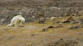 Starving polar bear video exposes climate change impact